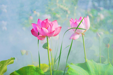 夏季养生先养心：心养则寿长